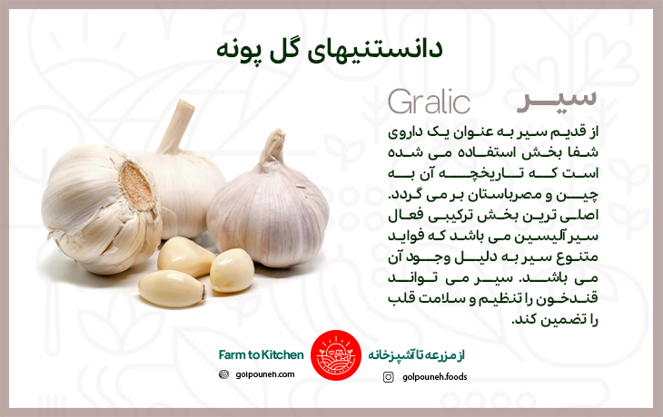 سیر 