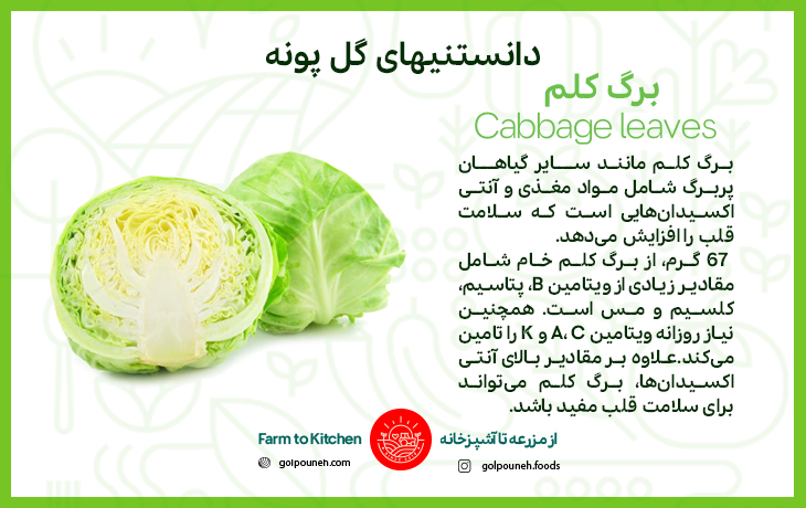 کلم برگ 
