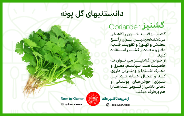 گشنیز