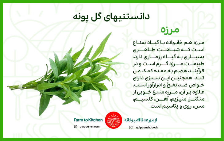 مرزه 